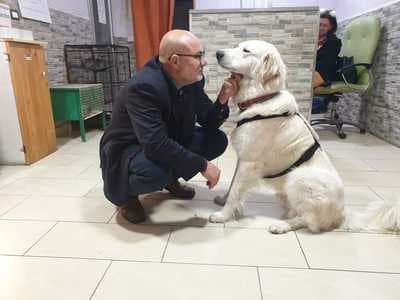 Figura illustrativa Animal Hospital