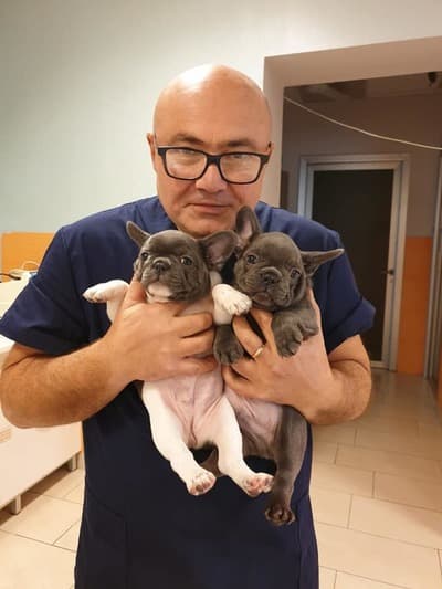 Figura illustrativa Animal Hospital