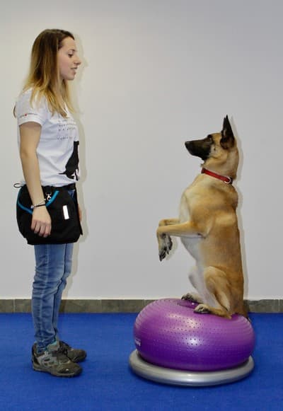 Figura illustrativa La Fenice Sport &Rehab nasce da un ‘idea di unire piu’ forze professionali