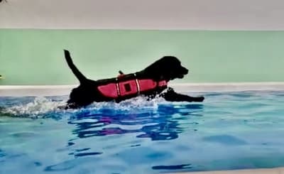 Figura illustrativa La Fenice Sport &Rehab nasce da un ‘idea di unire piu’ forze professionali