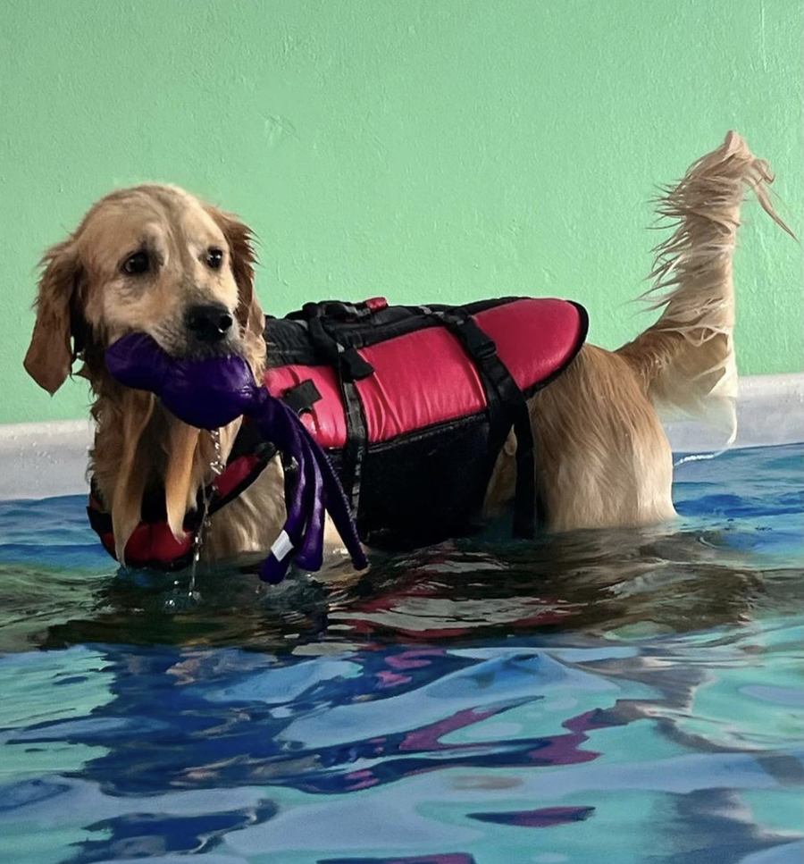 Figura illustrativa La Fenice Sport &Rehab nasce da un ‘idea di unire piu’ forze professionali