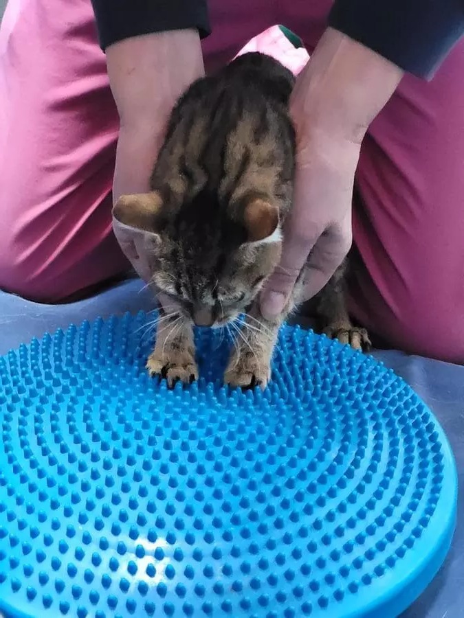 Figura illustrativa La Fenice Sport &Rehab nasce da un ‘idea di unire piu’ forze professionali