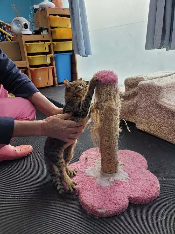 Figura illustrativa La Fenice Sport &Rehab nasce da un ‘idea di unire piu’ forze professionali