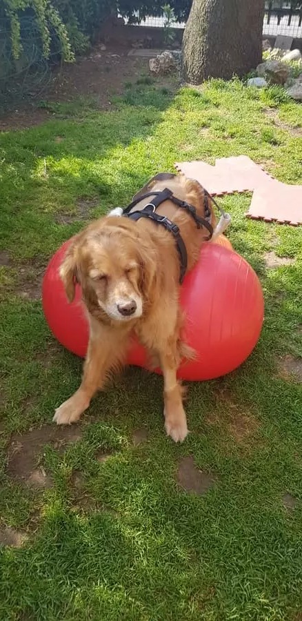 Figura illustrativa La Fenice Sport &Rehab nasce da un ‘idea di unire piu’ forze professionali