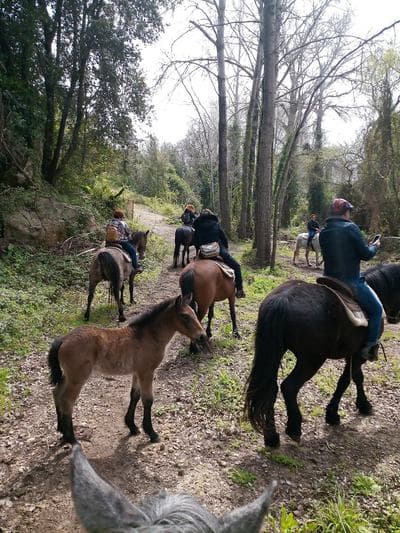 Figura illustrativa Agriturismo Fattoria del Cavaliere
