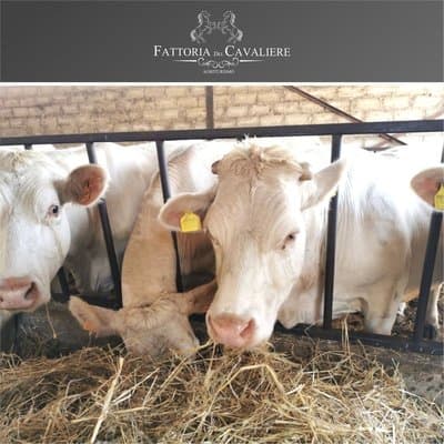 Figura illustrativa Agriturismo Fattoria del Cavaliere