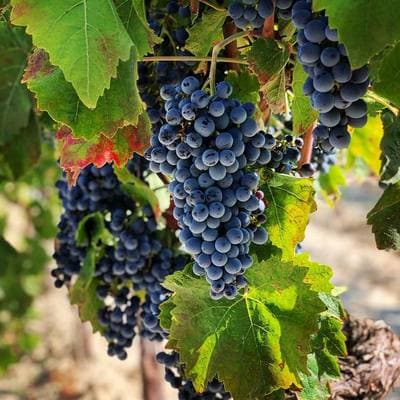 Figura illustrativa PietraCava Azienda Agricola Vitivinicola