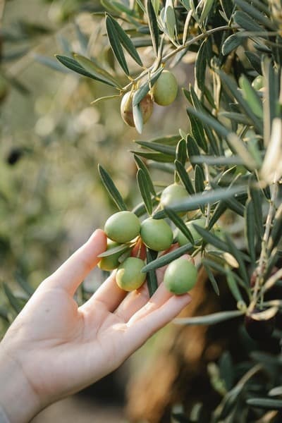 Figura illustrativa PietraCava Azienda Agricola Vitivinicola & Olivicola