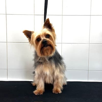 Figura illustrativa New Happy Dog Toelettatura