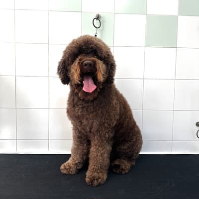 Figura illustrativa New Happy Dog Toelettatura