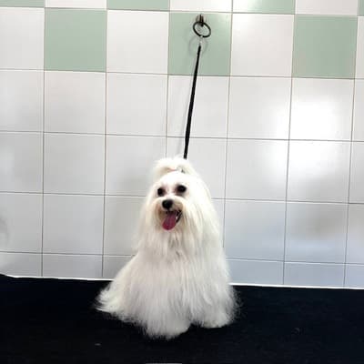 Figura illustrativa New Happy Dog Toelettatura