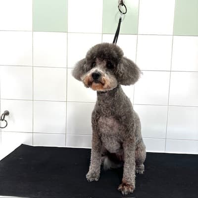 Figura illustrativa New Happy Dog Toelettatura
