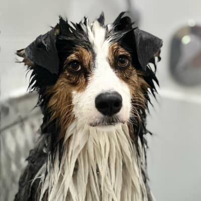 Figura illustrativa New Happy Dog Toelettatura