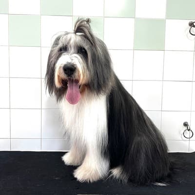 Figura illustrativa New Happy Dog Toelettatura