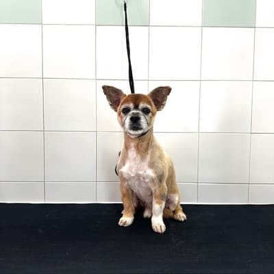 Figura illustrativa New Happy Dog Toelettatura