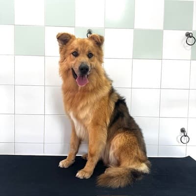 Figura illustrativa New Happy Dog Toelettatura