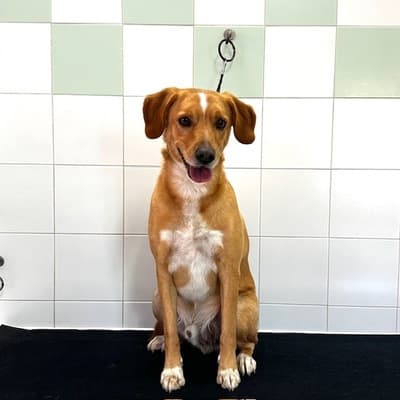 Figura illustrativa New Happy Dog Toelettatura