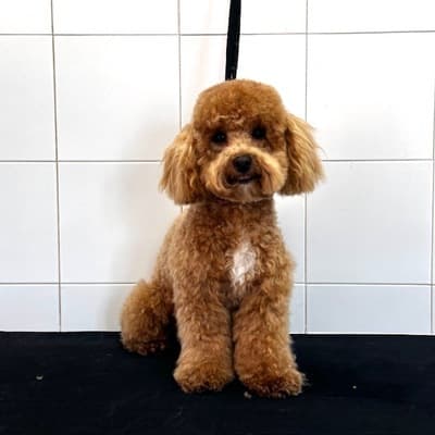 Figura illustrativa New Happy Dog Toelettatura