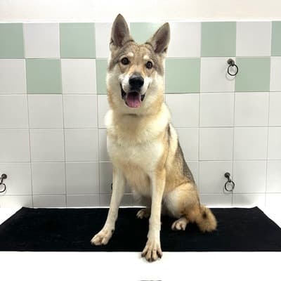 Figura illustrativa New Happy Dog Toelettatura