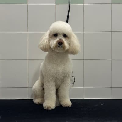 Figura illustrativa New Happy Dog Toelettatura