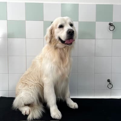 Figura illustrativa New Happy Dog Toelettatura