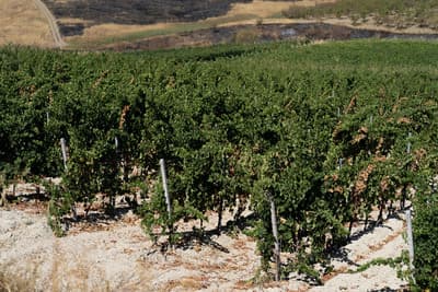 Figura illustrativa PietraCava Azienda Agricola Vitivinicola