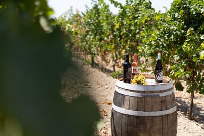 Figura illustrativa PietraCava Azienda Agricola Vitivinicola