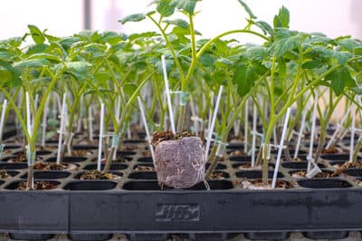 Figura illustrativa Global Servizi In Agricoltura