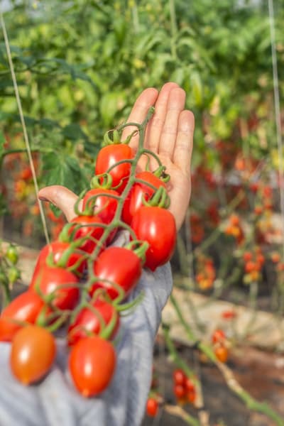 Figura illustrativa Global Servizi In Agricoltura