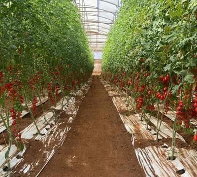 Figura illustrativa Global Servizi In Agricoltura