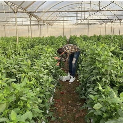 Figura illustrativa QUATTRO R Srl Ingrosso Ortofrutta