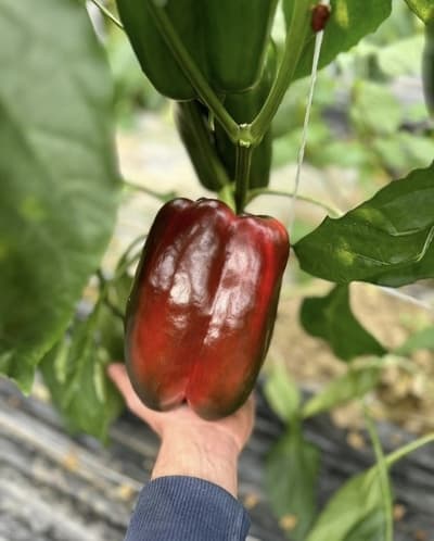 Figura illustrativa QUATTRO R Srl Ingrosso Ortofrutta