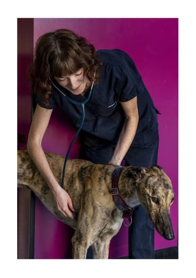 Figura illustrativa CLINICA VETERINARIA LEGNANO