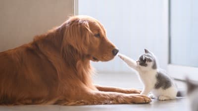 Figura illustrativa FarmaBellomo della Dottoressa Bellomo Rosita