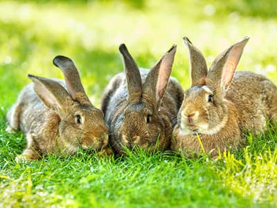 Figura illustrativa FarmaBellomo della Dottoressa Bellomo Rosita