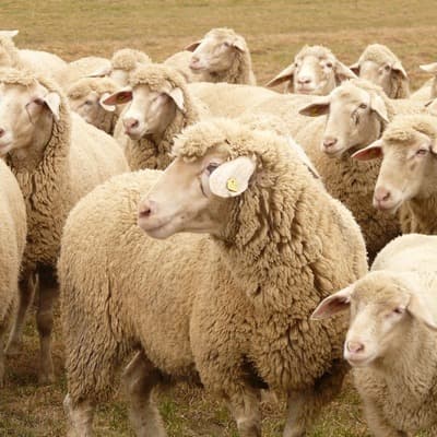 Figura illustrativa FarmaBellomo della Dottoressa Bellomo Rosita