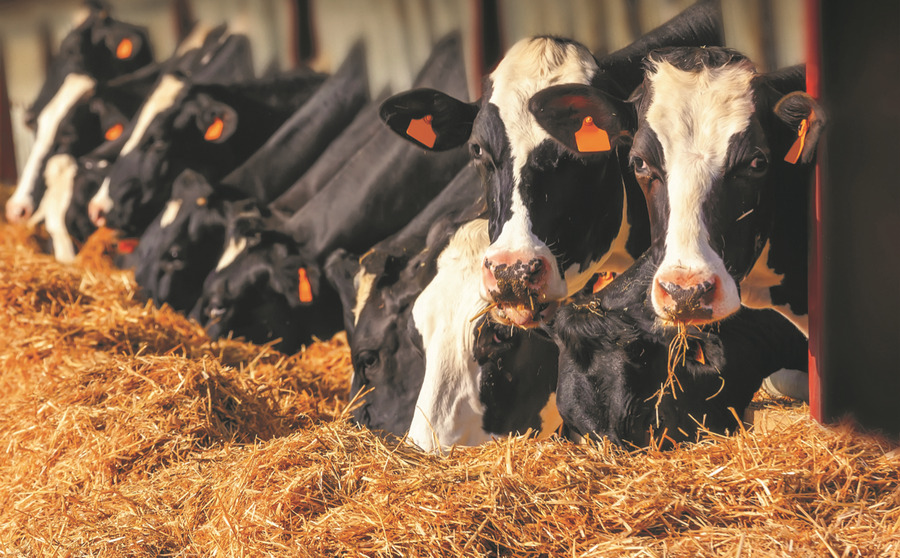 Figura illustrativa FarmaBellomo della Dottoressa Bellomo Rosita
