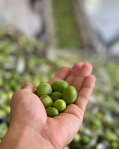 Figura illustrativa Oleificio Bordino