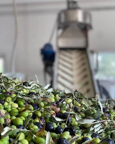 Figura illustrativa Oleificio Bordino