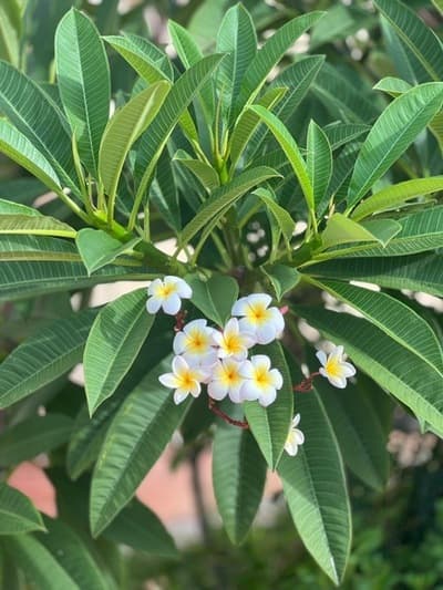 Figura illustrativa La Casa del Vagabondo