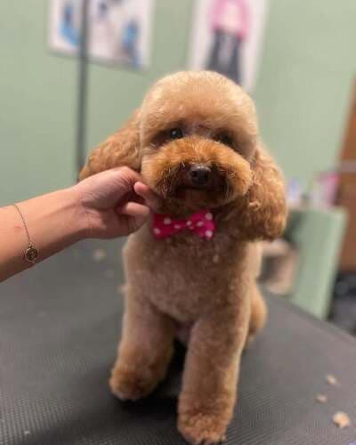 Figura illustrativa La Bautique di Boroni Gaia