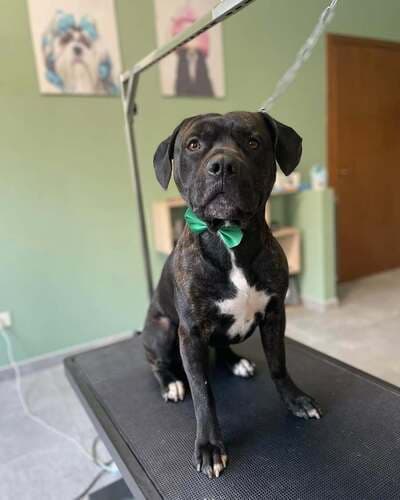 Figura illustrativa La Bautique di Boroni Gaia