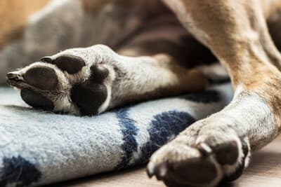 Figura illustrativa La Bautique di Boroni Gaia