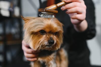 Figura illustrativa La Bautique di Boroni Gaia