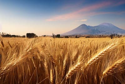 Figura illustrativa Pizzeria Rustica