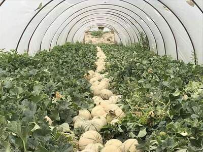 Figura illustrativa Agripalma Società Cooperativa Agricola