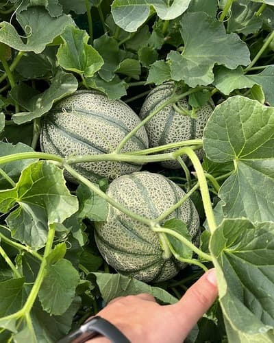 Figura illustrativa Agripalma Società Cooperativa Agricola