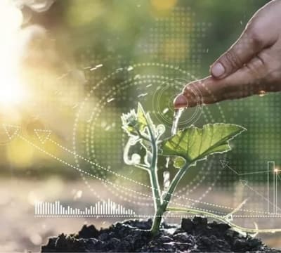 Figura illustrativa Agripalma Società Cooperativa Agricola