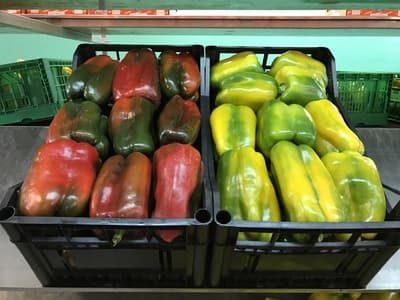 Figura illustrativa Agripalma Società Cooperativa Agricola