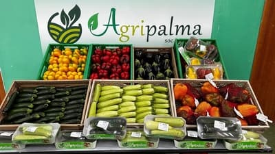 Figura illustrativa Agripalma Società Cooperativa Agricola